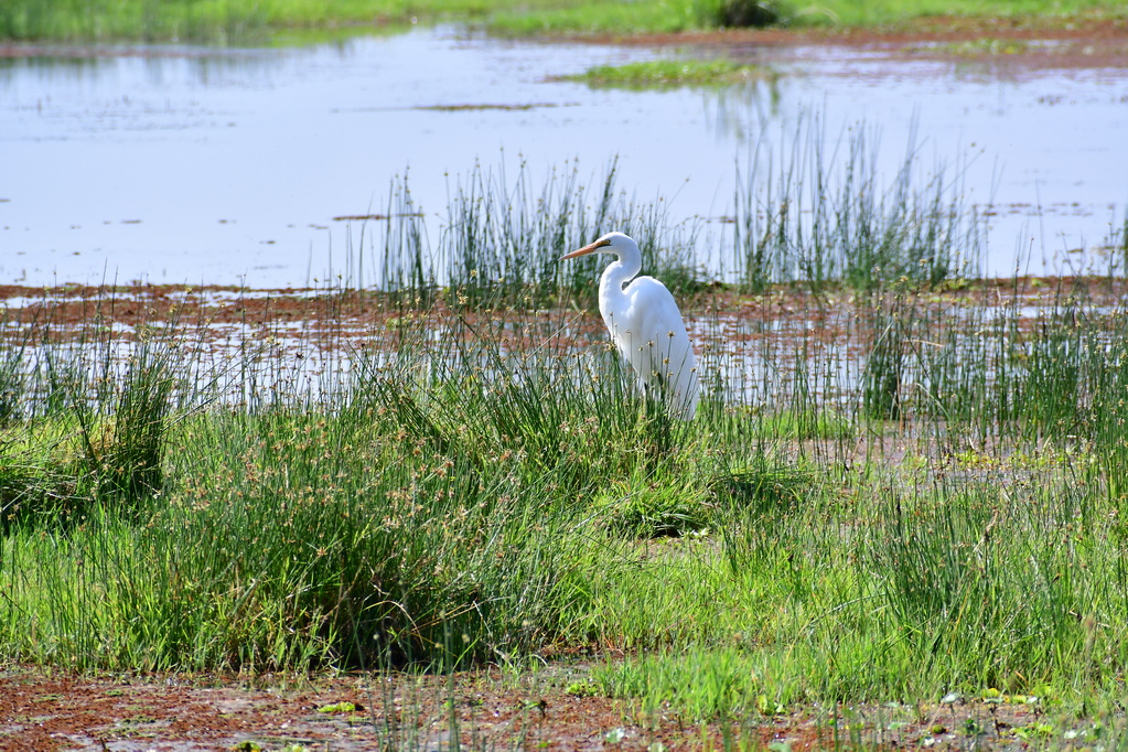 Amboseli Nat. Reserve